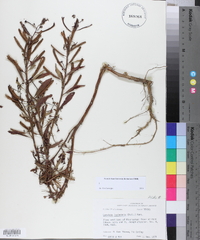 Ludwigia leptocarpa image