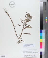 Ludwigia leptocarpa image