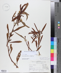 Ludwigia grandiflora image