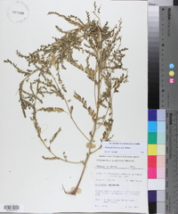 Phyllanthus fraternus image