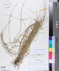 Aristida purpurascens image