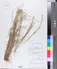 Aristida purpurascens var. purpurascens image