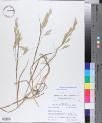 Bromus catharticus image