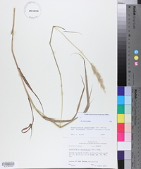 Bothriochloa laguroides image