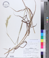 Bothriochloa exaristata image