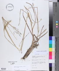 Bothriochloa bladhii image