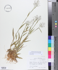 Dichanthelium villosissimum var. villosissimum image