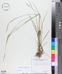 Panicum tenerum image