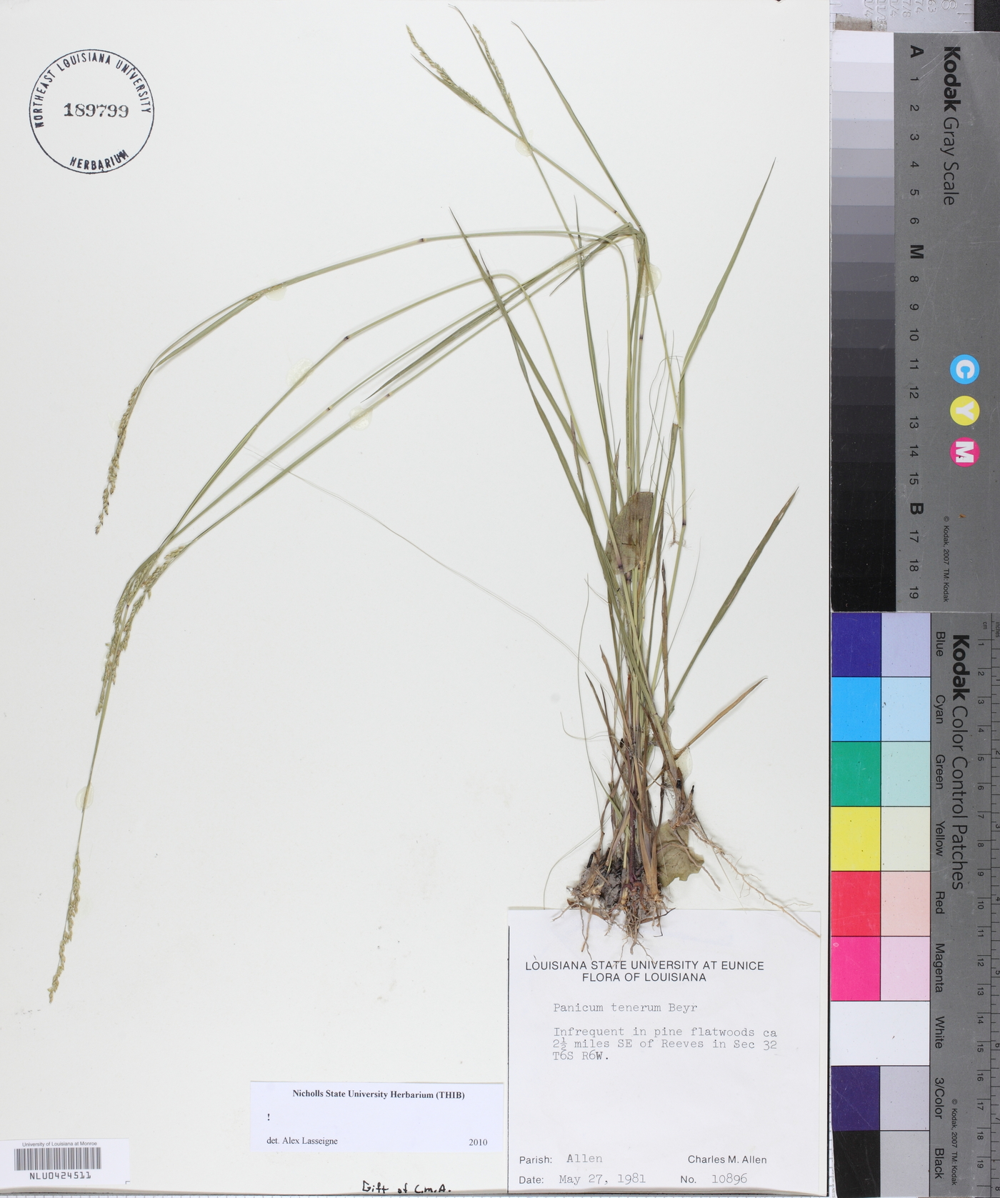 Panicum tenerum image