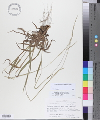 Paspalum setaceum var. supinum image