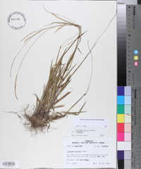 Paspalum setaceum var. setaceum image