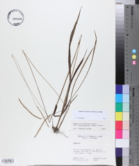 Paspalum setaceum var. muhlenbergii image