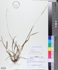 Paspalum setaceum var. ciliatifolium image