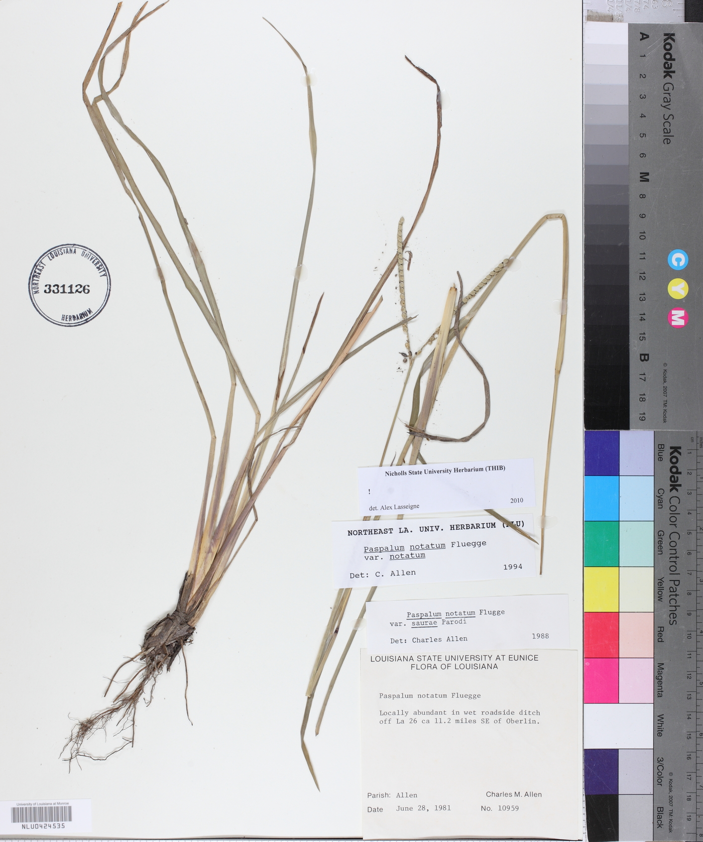 Paspalum notatum var. notatum image