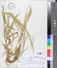 Urochloa texana image