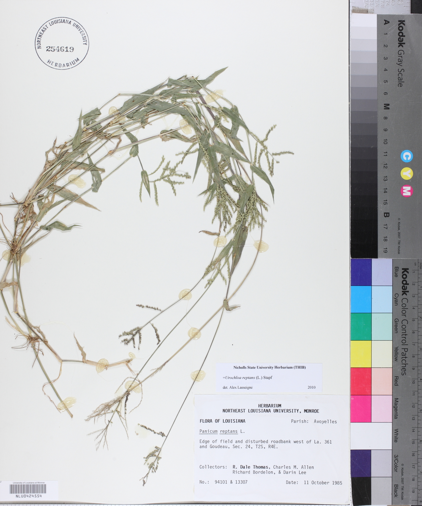 Urochloa reptans image