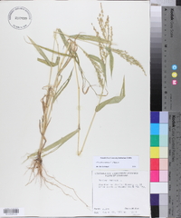 Urochloa ramosa image