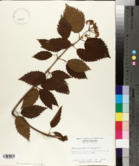 Viburnum dentatum var. lucidum image