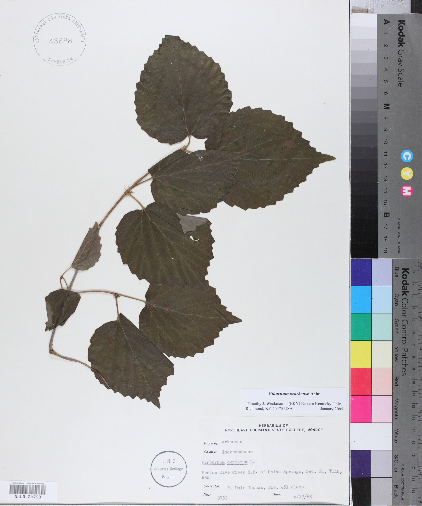 Viburnum ozarkense image