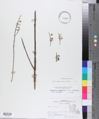 Collinsonia canadensis image