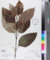 Collinsonia canadensis image