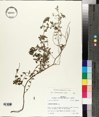 Chamaesyce hyssopifolia image