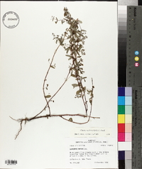 Chamaesyce hyssopifolia image