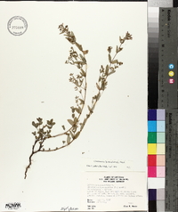 Chamaesyce hyssopifolia image