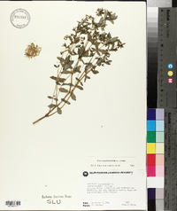 Chamaesyce hyssopifolia image