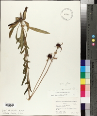Echinacea pallida var. angustifolia image