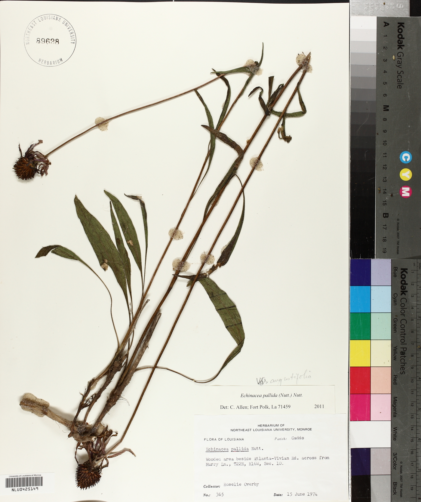Echinacea pallida var. angustifolia image