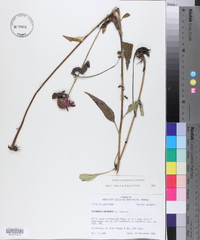 Echinacea purpurea image