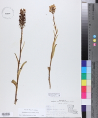 Platanthera cristata image