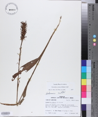 Platanthera cristata image