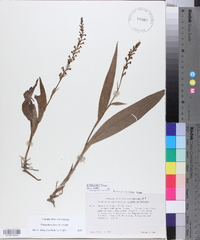 Platanthera flava image