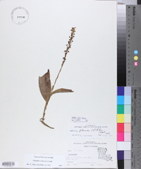 Platanthera flava image