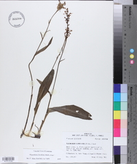 Platanthera clavellata image