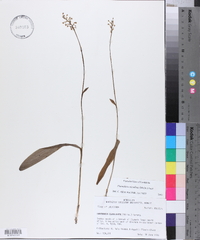 Platanthera clavellata image