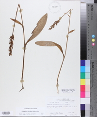 Platanthera clavellata image