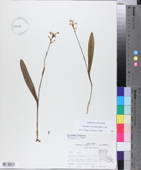 Platanthera clavellata image