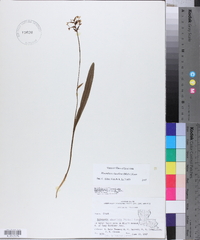 Platanthera clavellata image