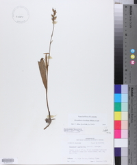Platanthera clavellata image