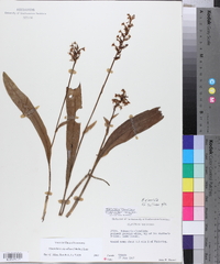 Platanthera clavellata image