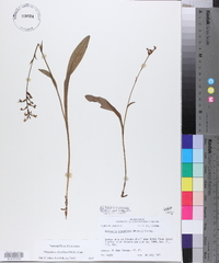 Platanthera clavellata image