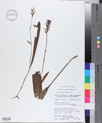 Platanthera clavellata image