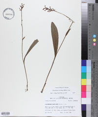 Platanthera clavellata image