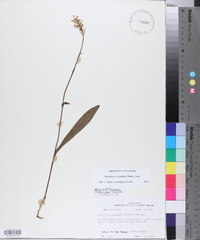 Platanthera clavellata image