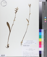 Platanthera clavellata image