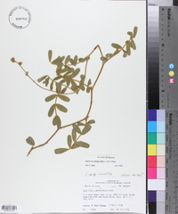 Tephrosia spicata image