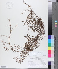 Mimosa strigillosa image